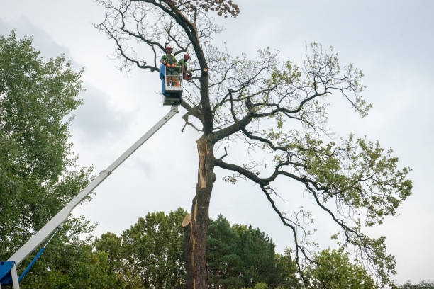 Seasonal Cleanup (Spring/Fall) in Tinton Falls, NJ