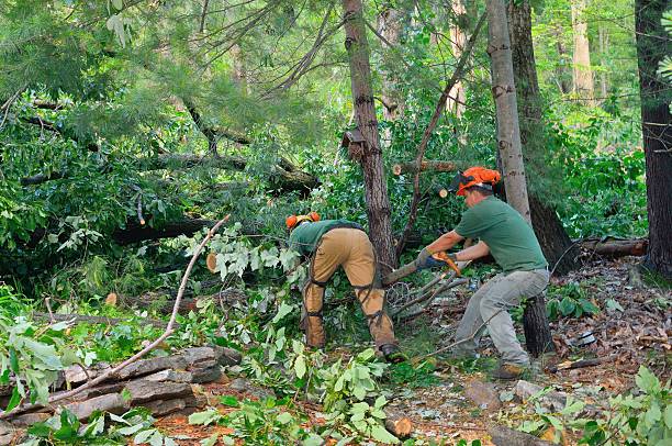 Best Hedge Trimming  in Tinton Falls, NJ